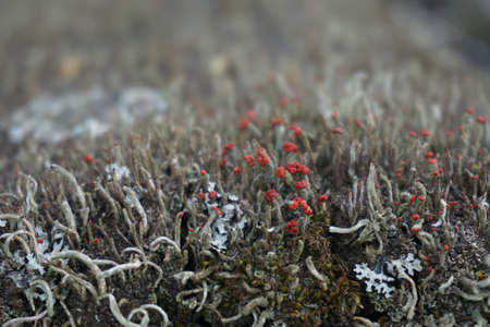 moss macro backgroundの写真素材