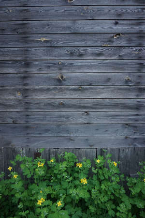 wooden wall background with yellow buttercup flowersの写真素材