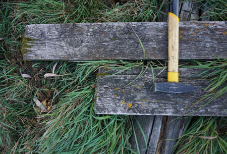 yellow hammer on the old wood and green grass