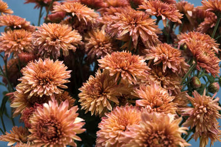 chrysanthemumの写真素材