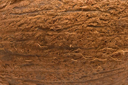 background of coconutの写真素材