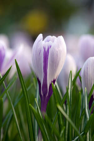 crocus flowerの写真素材