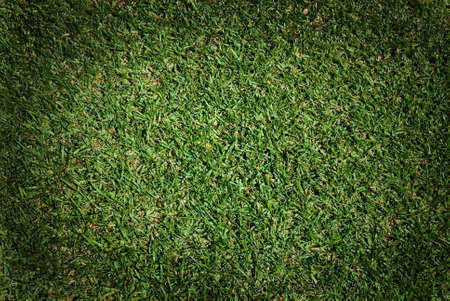 Green grass backgroundの写真素材