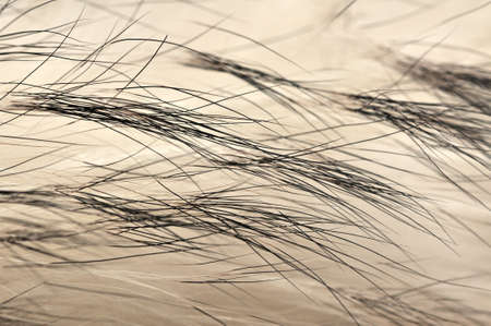 Animal fur texture backgroundの写真素材