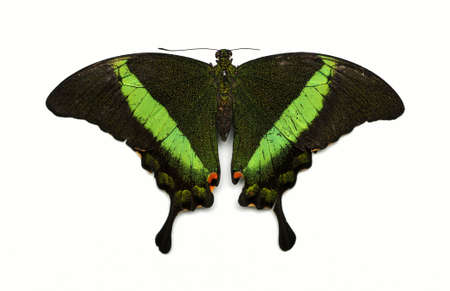 Isolated Butterflyの写真素材