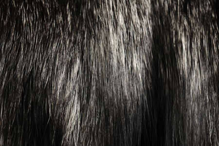 Warm polar Fox fur. Useful as background or textureの写真素材