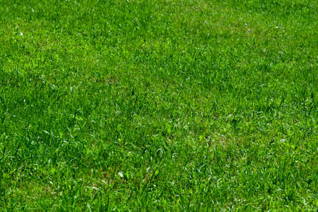 Green grass background