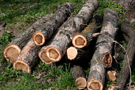 Chopped trees