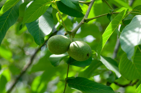 Walnuts on a treeの写真素材