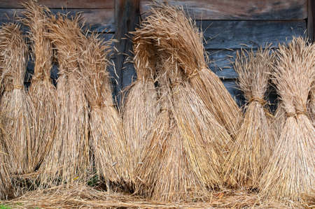 sheaves of wheatの写真素材