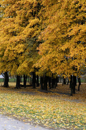 Park in the fall