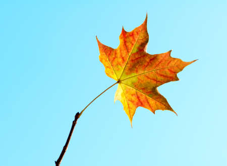 maple leaf on a blue background