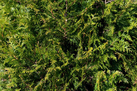Thuja branches backgroundの写真素材