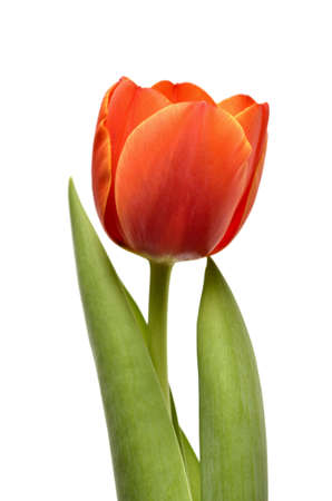 Tulip isolated on white backgroundの写真素材