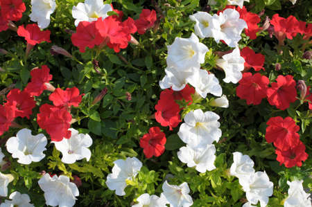 Colorful petunia flowers close upの写真素材