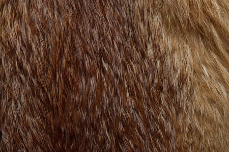 Closeup of beautiful polar Fox fur  Useful as background