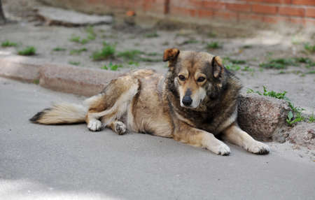 Homeless stray dogの写真素材