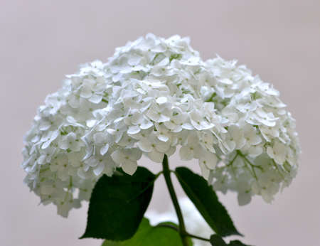 White hydrangea