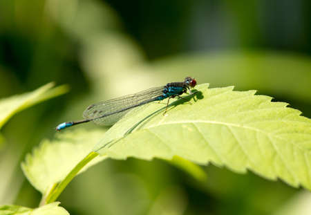 blue dragonfly on a grass stalk