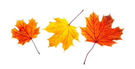 Three colorful maple autumnal leaves. Isolated on a white.の写真素材