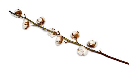 Cotton plant with bolls isolated on a white backgroundの写真素材