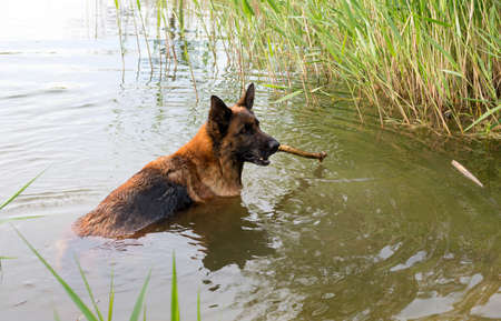 The German shepherd bathes in a pondの写真素材