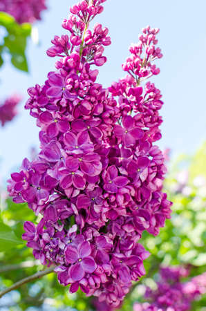 Dark pink lilac branch