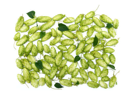 Hop textureの写真素材