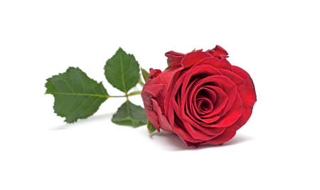 Red rose isolated on white backgroundの写真素材