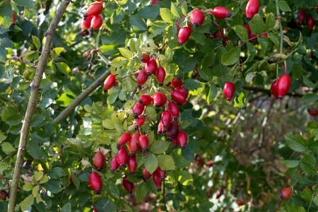 red wild rose hips close upの写真素材