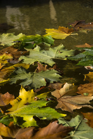Autumn leaves floating on a pondの写真素材