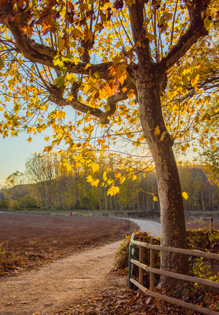 Path under golden tree at sunset in Autumnの写真素材