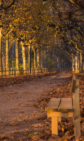 Bench and path under trees at sunset in Autumnの写真素材