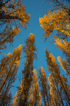 Poplar trees at sunset against a blue sky in Autumn 2の写真素材