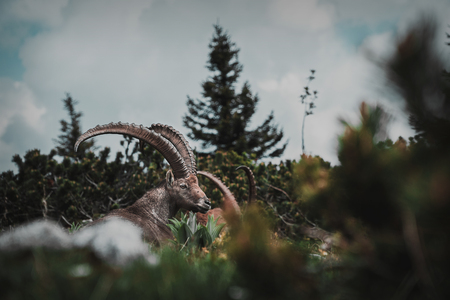amazing group of alpine ibex, in german called Alpensteinbock, are explored while wandering in the...