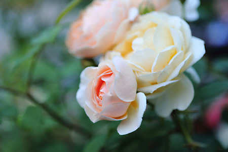Pink tea-roseの写真素材