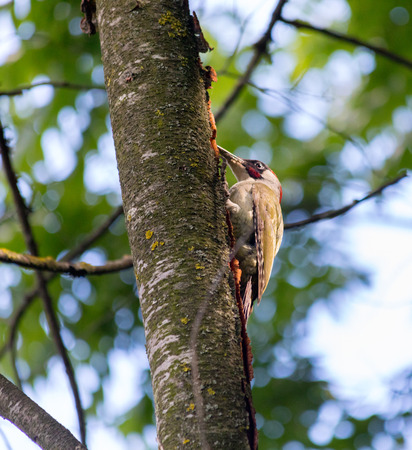 Woodpecker on a treeの写真素材