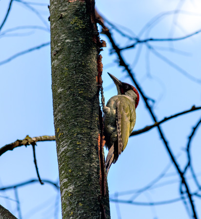 Woodpecker on a treeの写真素材