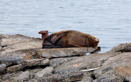 Sleeping north sea lion at Kamchatka, Russiaの写真素材