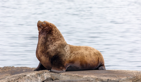 sea lion .の写真素材