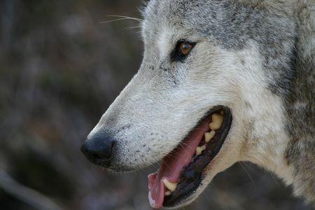 A happy Canadian grey wolf