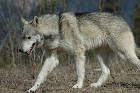 Wolf walking in the forest.