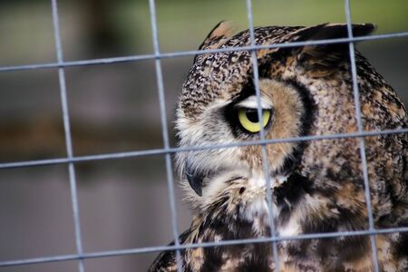A captive owlの写真素材