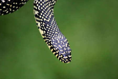 Close-up of a snake.の写真素材