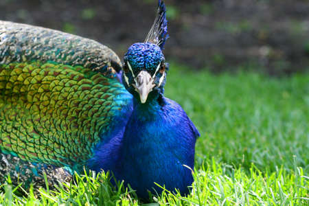 Bright coloured peacock in the grass on a sunny dayの写真素材