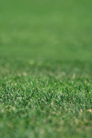 Green grass, focus on the bottom of portrait.