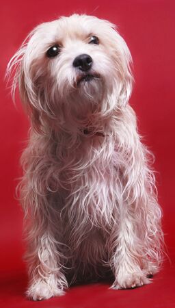 A dog sitting on a red background