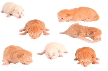 Group collage of newborn ginger, orange marmalade, white, and champagne kittens on white.の写真素材