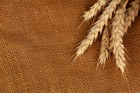 Wheat ears on burlap background. Copyspace.の写真素材