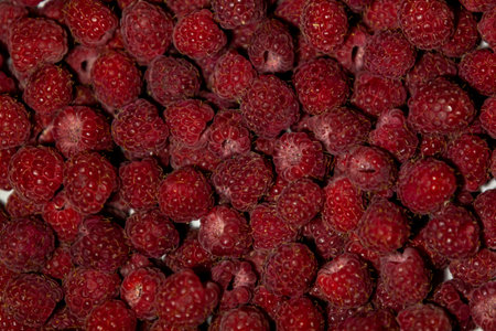 Raspberry background. Ripe red berries.